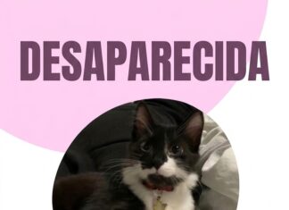 🐾 Procura-se Ivy: gatinha de 4 meses desaparece no bairro Parque Getúlio Vargas